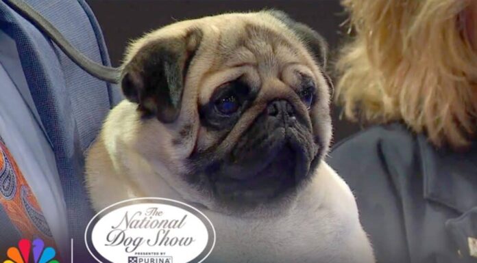 2024 National Dog Show Winner Makes History As First Pug To Win “Best In Show”
