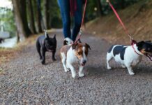 How Can You Support Pet Cancer Research? Just Take Your Dog For A Walk!