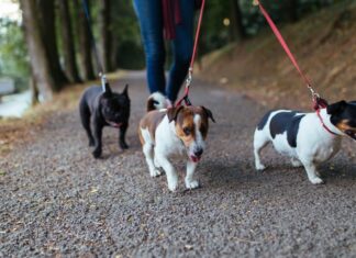 How Can You Support Pet Cancer Research? Just Take Your Dog For A Walk!