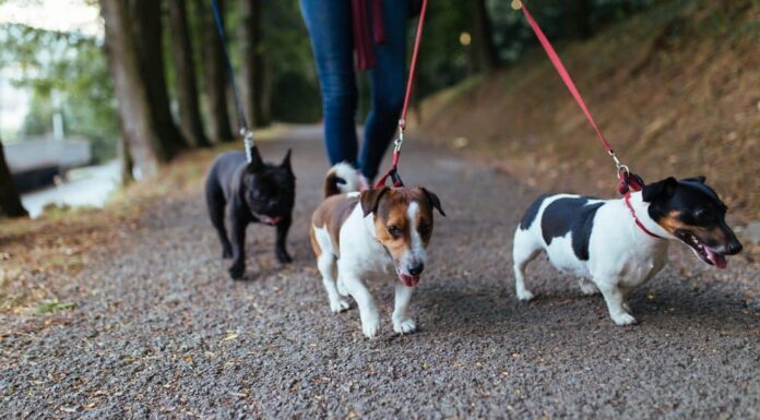 How Can You Support Pet Cancer Research? Just Take Your Dog For A Walk!