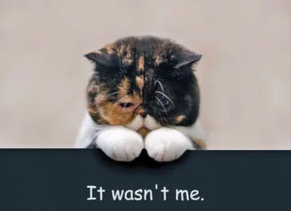 Effective Solutions for Cats Ignoring the Litter Box