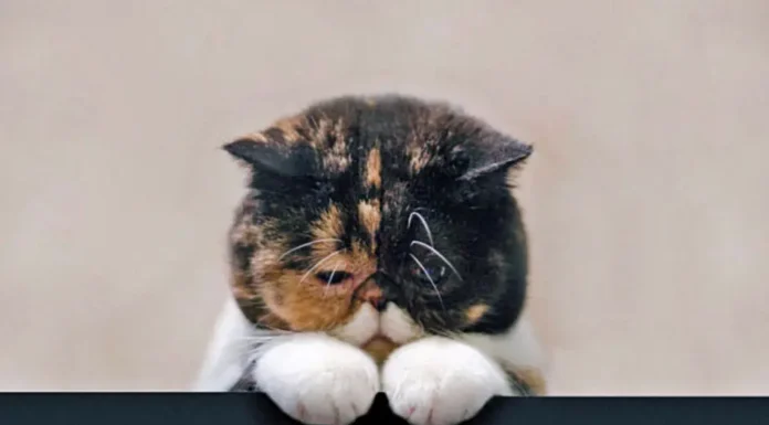 Effective Solutions for Cats Ignoring the Litter Box