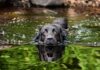 Tips for Keeping Your Dog Happy, Healthy, and Safe in the Water