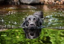 Tips for Keeping Your Dog Happy, Healthy, and Safe in the Water