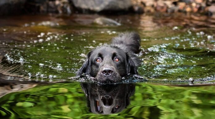 Tips for Keeping Your Dog Happy, Healthy, and Safe in the Water