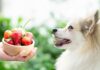 Best Fruits Safe for Dogs: A Complete Guide