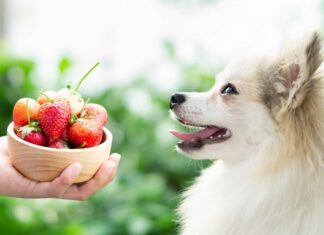 Best Fruits Safe for Dogs: A Complete Guide