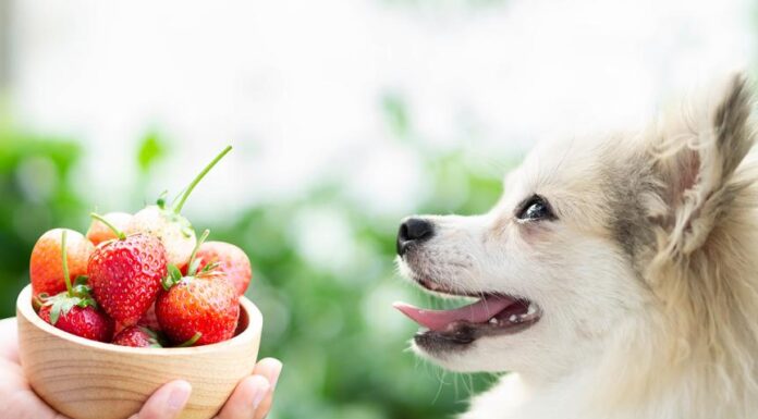Best Fruits Safe for Dogs: A Complete Guide
