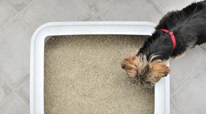 Understanding Why Dogs Love Eating Cat Poop