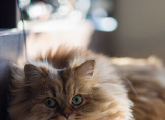 Discover How to Stop Your Cat from Keeping You Awake at Night