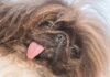 Wild Thang The Pekingese Wins The 2024 World’s Ugliest Dog Contest