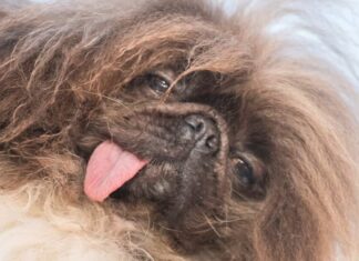 Wild Thang The Pekingese Wins The 2024 World’s Ugliest Dog Contest