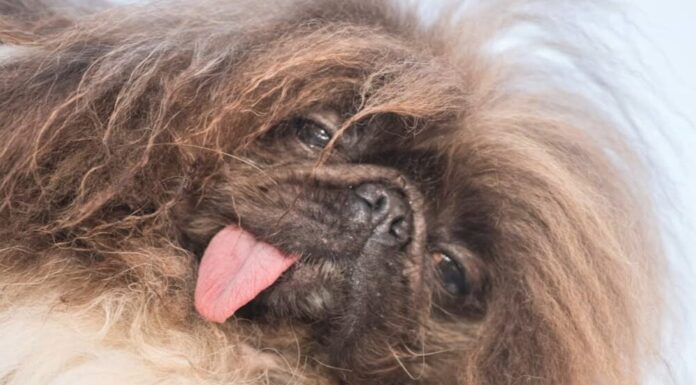 Wild Thang The Pekingese Wins The 2024 World’s Ugliest Dog Contest