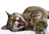 Discover the Surprising Tiger Traits of Your Cat