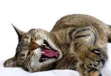 Discover the Surprising Tiger Traits of Your Cat
