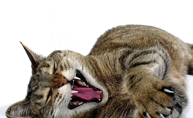 Discover the Surprising Tiger Traits of Your Cat