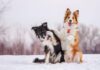 5 Ways to Help Your Dog Thrive This Winter