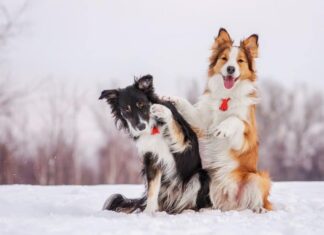 5 Ways to Help Your Dog Thrive This Winter