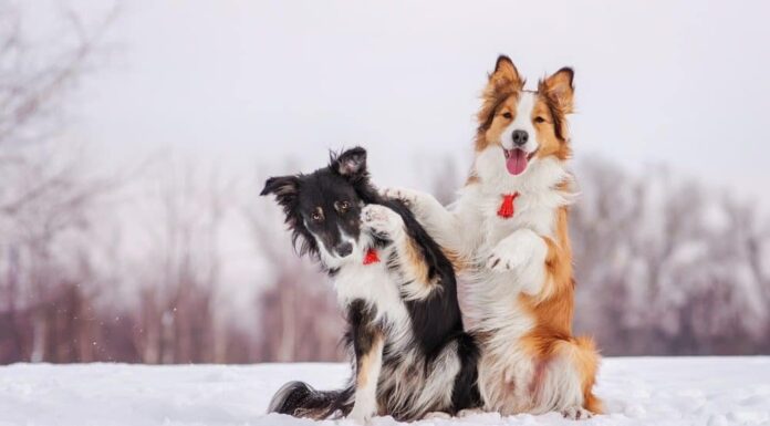 5 Ways to Help Your Dog Thrive This Winter