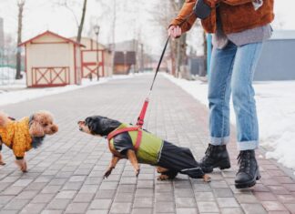 Pandemic Puppy Owners Struggle With Their Dog’s Bad Behavior, Study Says