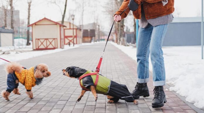 Pandemic Puppy Owners Struggle With Their Dog’s Bad Behavior, Study Says