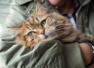 Explore Natural and Holistic Cat Food Ingredients: What to Know