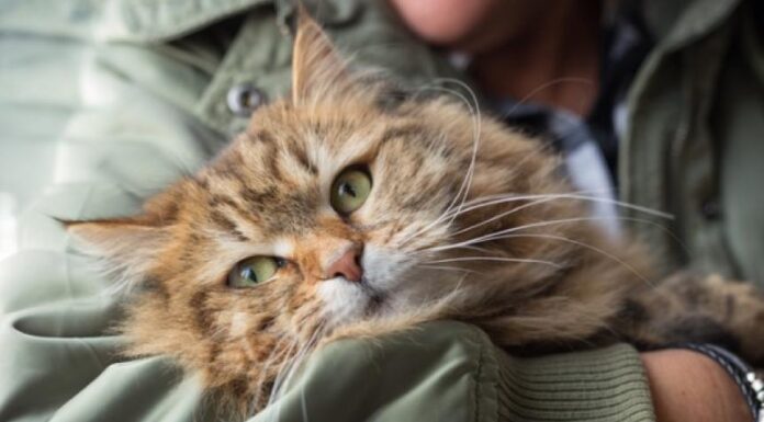 Explore Natural and Holistic Cat Food Ingredients: What to Know