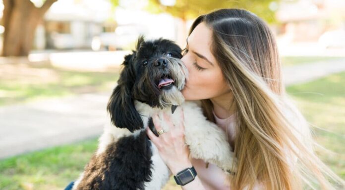 9 Best Breeds For First-Time Dog Owners