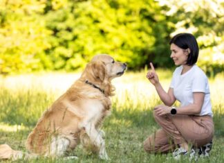 Study Shows Dogs Listen To Women Better Than Men, Here’s Why