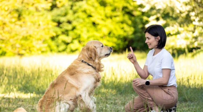 Study Shows Dogs Listen To Women Better Than Men, Here’s Why