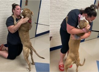 Dog Missing For Almost 2 Years Gets A Heartwarming Reunion With Owner