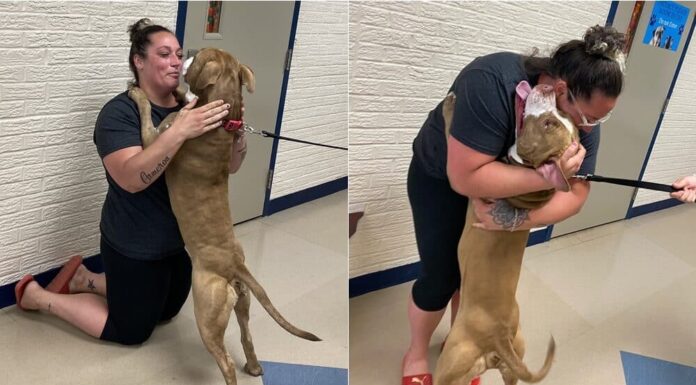 Dog Missing For Almost 2 Years Gets A Heartwarming Reunion With Owner
