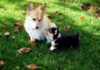 Essential Puppy Growth Guide for a Happy and Healthy Dog Corgi adult and puppy