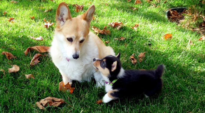 Essential Puppy Growth Guide for a Happy and Healthy Dog Corgi adult and puppy