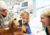 An Introduction To Therapy Dogs: How They Help Improve Mental And Physical Health