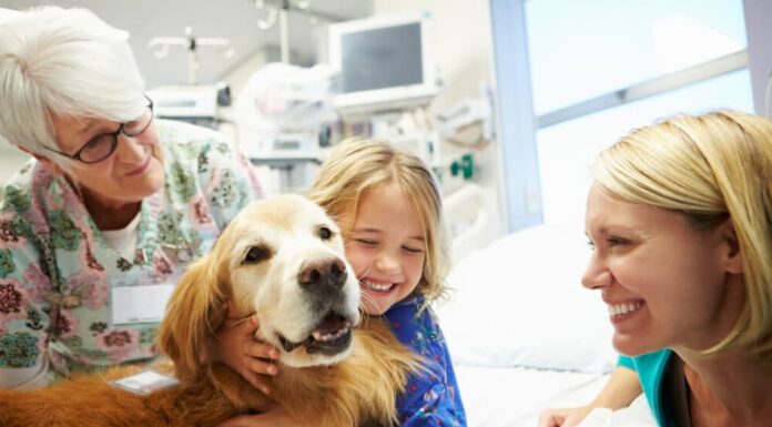 An Introduction To Therapy Dogs: How They Help Improve Mental And Physical Health