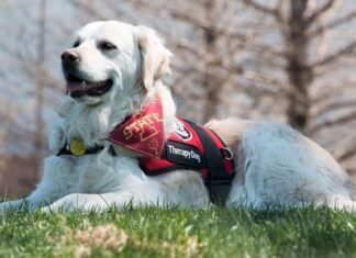 First Therapy Dog To Work At A Police Station In Iowa Passes Away At 13