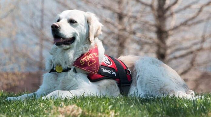First Therapy Dog To Work At A Police Station In Iowa Passes Away At 13