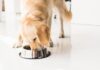Tips for Managing Your Pet’s Eating Habits Effectively