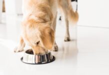 Tips for Managing Your Pet’s Eating Habits Effectively