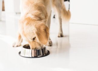 Tips for Managing Your Pet’s Eating Habits Effectively