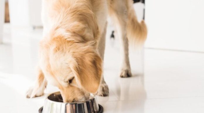 Tips for Managing Your Pet’s Eating Habits Effectively
