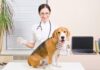 Top 5 Dog Illnesses Linked to Poor Nutrition Choices