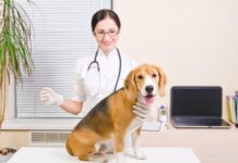 Top 5 Dog Illnesses Linked to Poor Nutrition Choices
