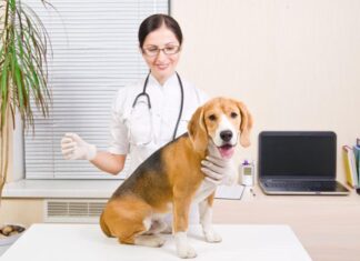 Top 5 Dog Illnesses Linked to Poor Nutrition Choices