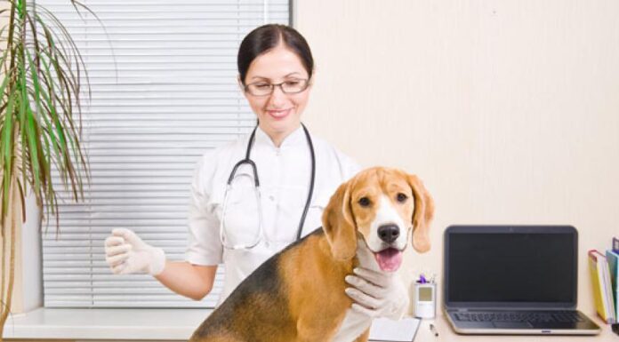 Top 5 Dog Illnesses Linked to Poor Nutrition Choices