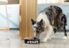 Human-Grade Dog Food: Benefits and Drawbacks Explained