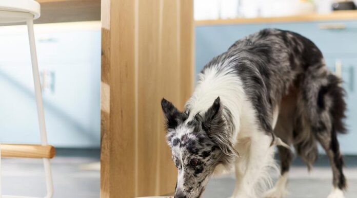Discover the Benefits and Drawbacks of Human-Grade Dog Food