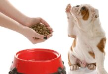 Unlock the Power of Proper Nutrition for Better Health